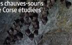Les chauves-souris de Corse étudiées 