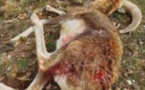 NIOLU  La mort suspecte d'un mouflon