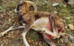 Mouflon mort dans le Niolu : la dépouille reste introuvable