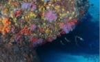 MER  Inventaire des grottes marines