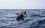 VIDEO - Le ballet magique des dauphins qui nagent près de l'Aldilonda à Bastia