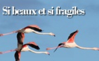 Si beaux et si fragiles