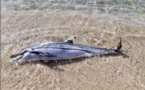 DÉCOUVERTE  Un dauphin échoué sur le littoral d'Olmeto