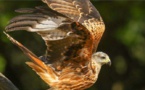 La région ajaccienne refuge pour le milan royal en Europe