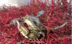 La population de crabes bleus augmente et inquiète en Corse