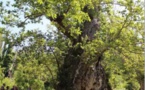 PIANELLU  760 parrainages pour revitaliser la châtaigneraie centenaire