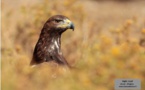 Le monde des oiseaux de Corse expliqué aux enfants
