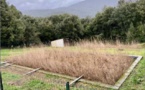 PIÈVE DE L'ORNANO  Les Step plantées de roseaux prennent racine dans le Taravo