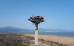 Un nouveau nid accueillera les balbuzards pêcheurs à la réserve naturelle de Biguglia