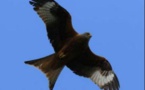 CORTI La mort suspecte de trois milans royaux 