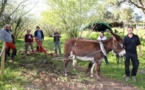  CERVIONI  A la ferme aux ânes, on apprend la traction animale