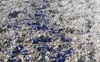  Bastia : La plage de Ficaghjola envahie par les vélelles et les filtres plastiques