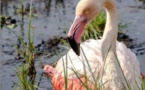 VALINCU  Un flamant rose dans la mare