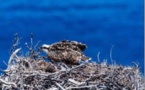 BIGUGLIA  Un nid artificiel pour mettre à l'aise les balbuzards
