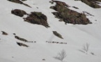 Les mouflons courent sur la montagne corse