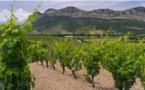 Gel des vignes : en Corse, on ne l’a pas vu venir