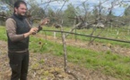 LUGU DI NAZZA  Brûlée par le gel, la production de kiwis en danger 
