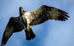 ROGLIANO  La pointe du Cap, site d'accueil naturel pour les oiseaux