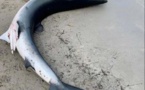 EXTRÊME-SUD  Les échouages d'un requin et d'un dauphin suscitent l'émoi