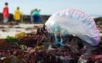Mare latinu : La galère portugaise potentiellement mortelle arrive en méditerranée, en Sardaigne et Tunisie.
