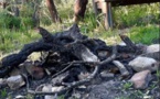 COTI CHJAVARI  Des feux de camp illégaux dans la forêt domaniale