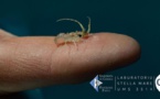 Stella Mare à la tête d'une avancée de taille mondiale concernant la reproduction de langoustes