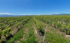 ALERIA  Des pulvérisateurs respectueux de l'environnement pour les vignobles 