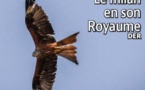  VALLÉE DU REGINU  Le milan en son Royaume