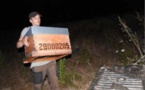 PRUNELLI - ALERIA  Pour les abeilles aussi, c'est le temps de la transhumance