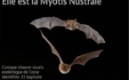 Elle est la Myotis Nustrale