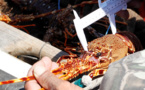 Programme de suivi par marquage/recapture de langoustes rouges en Corse dans le cadre du projet ALIGOSTA