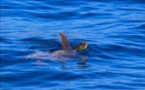 TORTUES MARINES  Un afflux exceptionnel sur les côtes corses