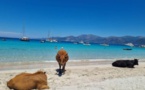 Au Lotu, les vaches sont à la plage