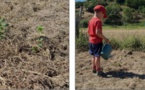 ALÉRIA   Hommage au chêne d'Aléria : trente arbrisseaux replantés