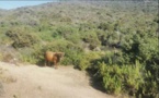 CAMPUMORU  Divagation animale : des vaches sur le chemin vers la plage de Canusellu