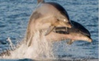 CAMPUMORU  Un peu plus près des dauphins