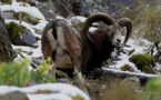  Un mouflon corse en errance dans les bois de Belgique