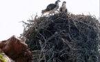 Balbuzard pêcheur : 4 nouveaux nids protégés