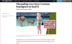  Divagation animale : Quand la presse étrangère s'intéresse aux vaches corses