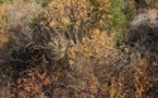 Haute-Corse : la chambre d'agriculture demande la reconnaissance de "calamité agricole sécheresse"