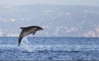 Menacé, le grand dauphin sous étroite surveillance en Méditerranée