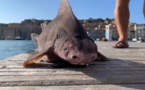 Metà squalu è metà porcu : un animale pescatu à l’isula d’Elba hè une spezia minacciata d’estinzione
