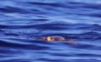 Une tortue marine nage dans les eaux du Cap Corse