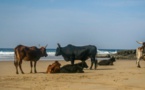 Coti-Chiavari : un rassemblement contre l'abattage des vaches de la plage de Mare É Sole