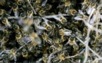 Abeilles : état d'urgence absolue en Haute-Corse