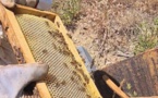 Récolte en chute libre : l'abeille et le miel corse en sursis