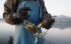 Enquête sur le Crabe bleu, Callinectes sapidus, à destination des pêcheurs récréatifs