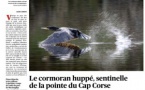 Le Cormoran huppé, sentinelle de la pointe du Cap Corse