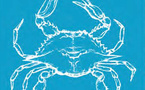 Crabe bleu : votre aide est précieuse !