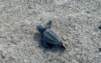 Fait exceptionnel : Eclosion d'une centaine de tortues caouanne à Piantarella